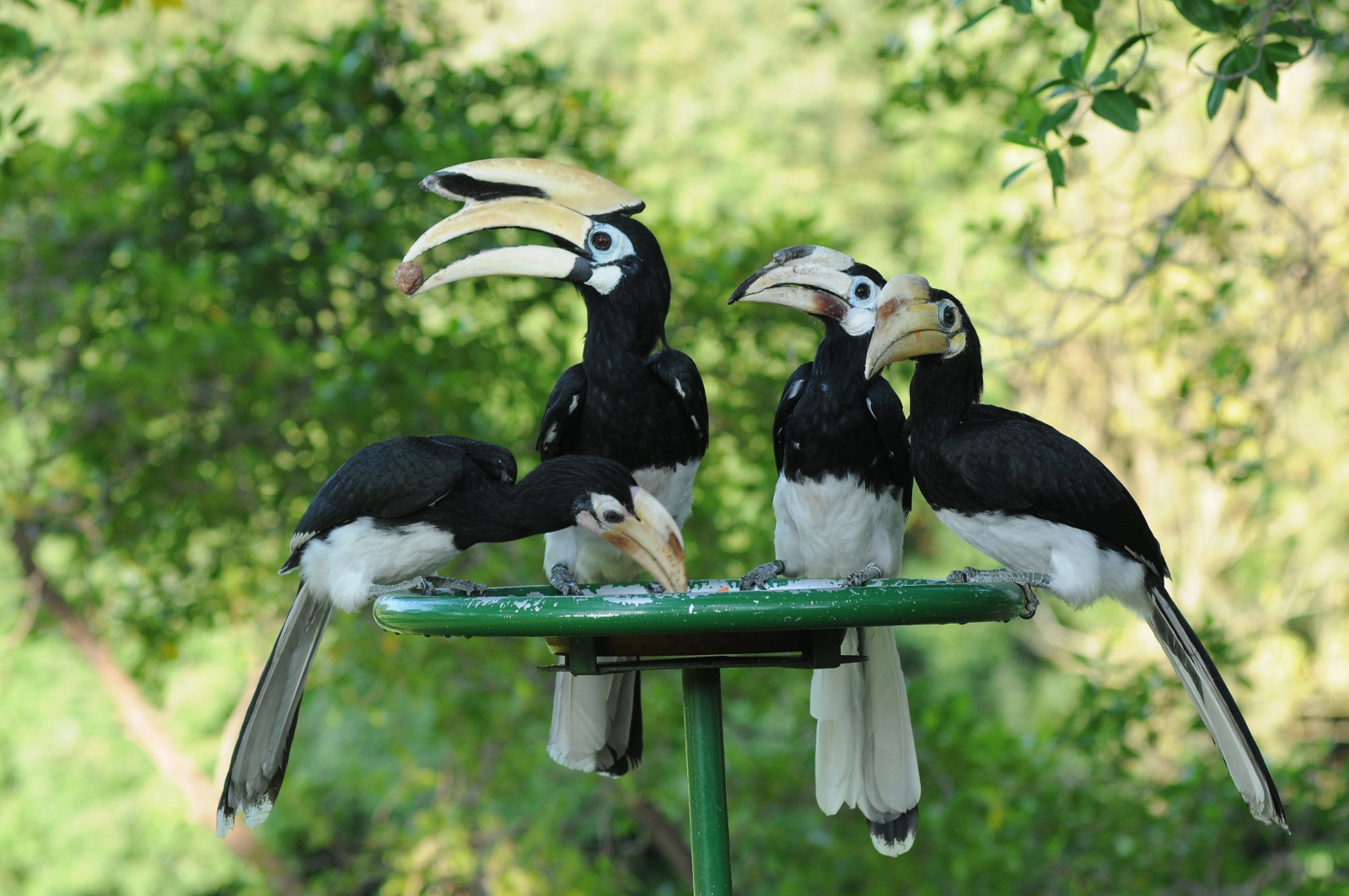 #TIL Hornbills